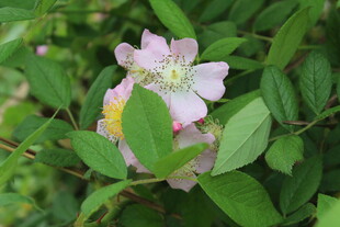 野蔷薇