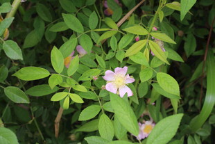 野蔷薇
