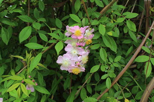野蔷薇