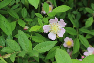 野蔷薇