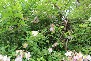 野蔷薇
