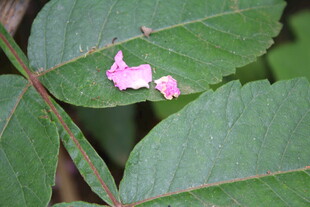 野蔷薇