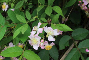 野蔷薇