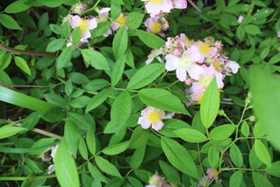 野蔷薇