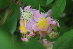 野蔷薇