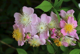 野蔷薇