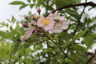 野蔷薇