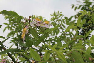 野蔷薇
