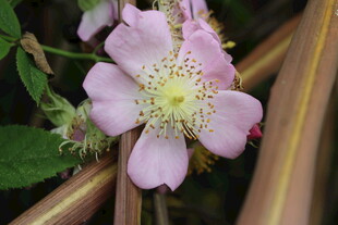 野蔷薇