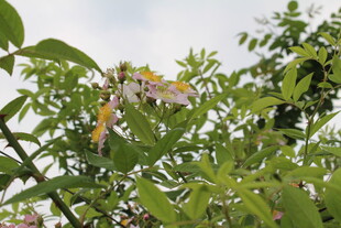 野蔷薇