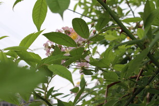 野蔷薇