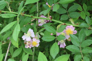 野蔷薇
