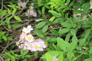 野蔷薇