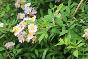 野蔷薇