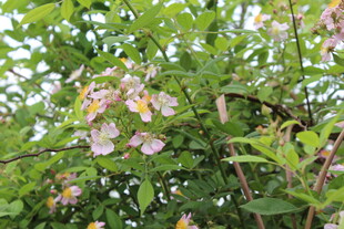 野蔷薇