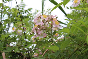 野蔷薇
