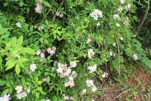 野蔷薇