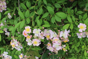 野蔷薇