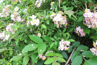 野蔷薇