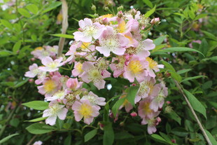 野蔷薇