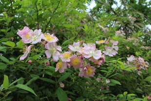 野蔷薇