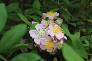 野蔷薇