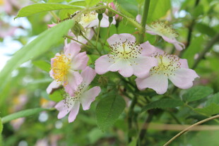 野蔷薇