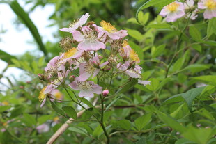 野蔷薇