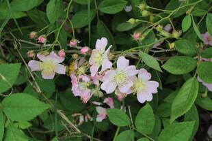 野蔷薇