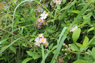 野蔷薇