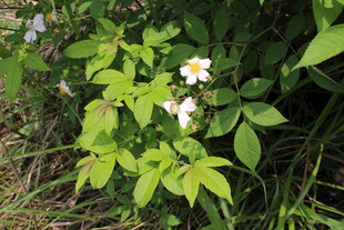 野蔷薇