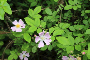 野蔷薇