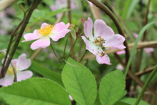 野蔷薇