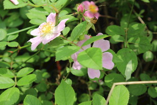 野蔷薇
