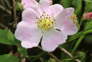野蔷薇