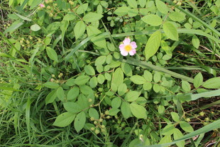 野蔷薇