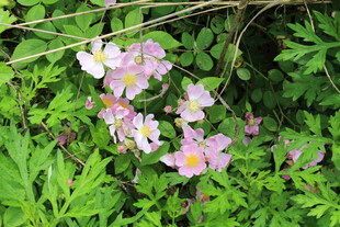 野蔷薇