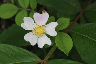 野蔷薇
