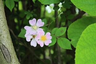 野蔷薇
