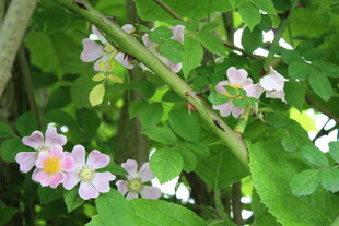 野蔷薇