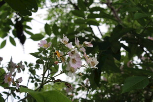 野蔷薇