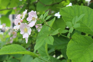 野蔷薇