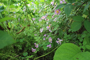 野蔷薇