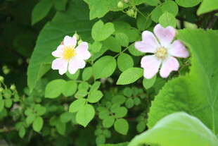 野蔷薇