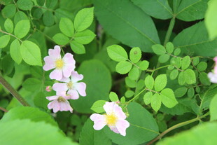 野蔷薇