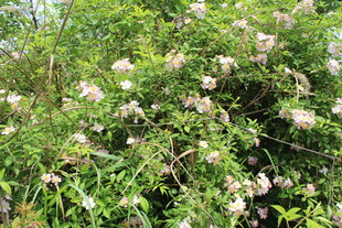 野蔷薇