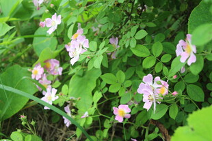 野蔷薇