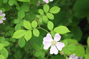 野蔷薇