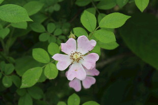 野蔷薇