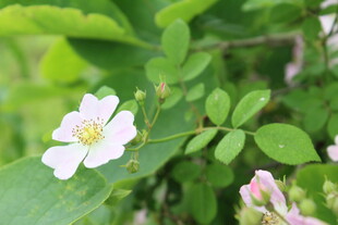 野蔷薇